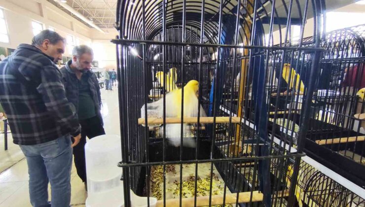 Manisa’da 3 bin kanarya yarıştı