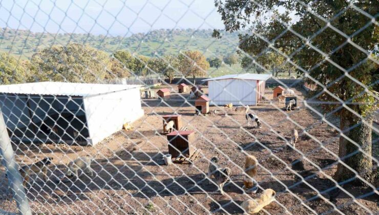 Sahiplendiği iki köpeği sokağa atan şahsa 172 bin TL ceza