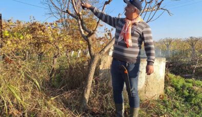 Soğuğuna rağmen Manisalı çiftçiler iş başında