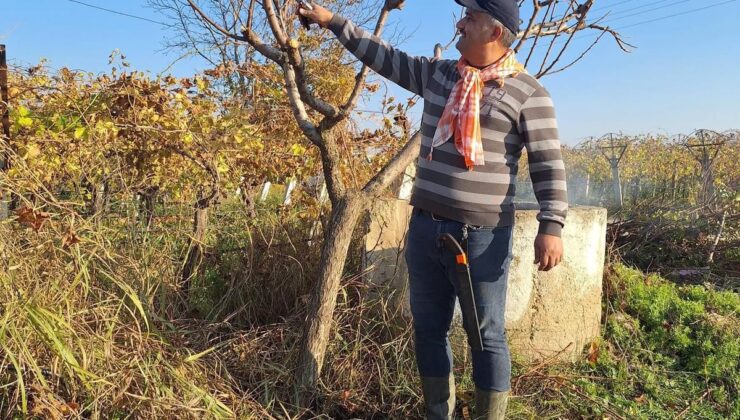 Soğuğuna rağmen Manisalı çiftçiler iş başında